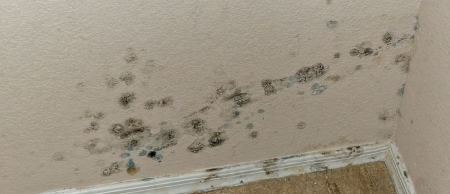 Como tirar cheiro de mofo do quarto e manter o ambiente saudável