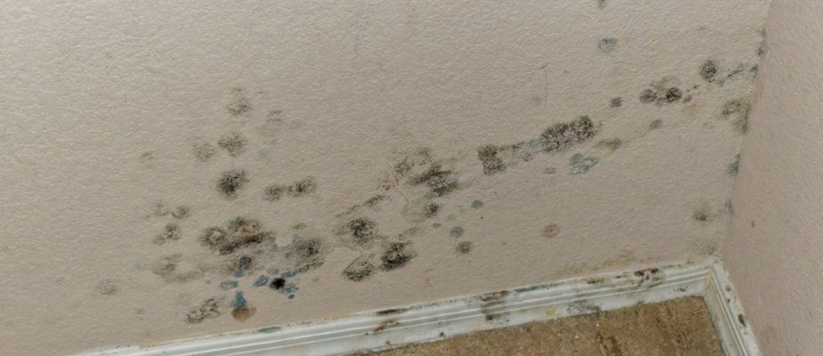 Como tirar cheiro de mofo do quarto e manter o ambiente saudável